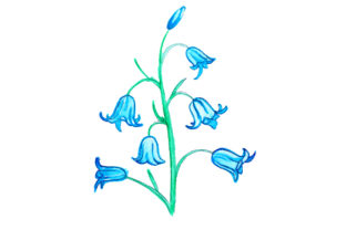 Bluebell in Watercolor