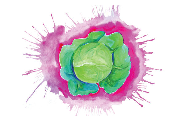 Cabbage in Watercolor Paint Splatter Style for Food Amp