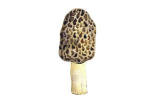 Morel Mushroom Watercolor